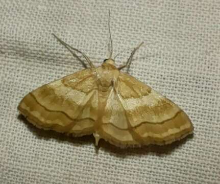 Image of Idaea circuitaria