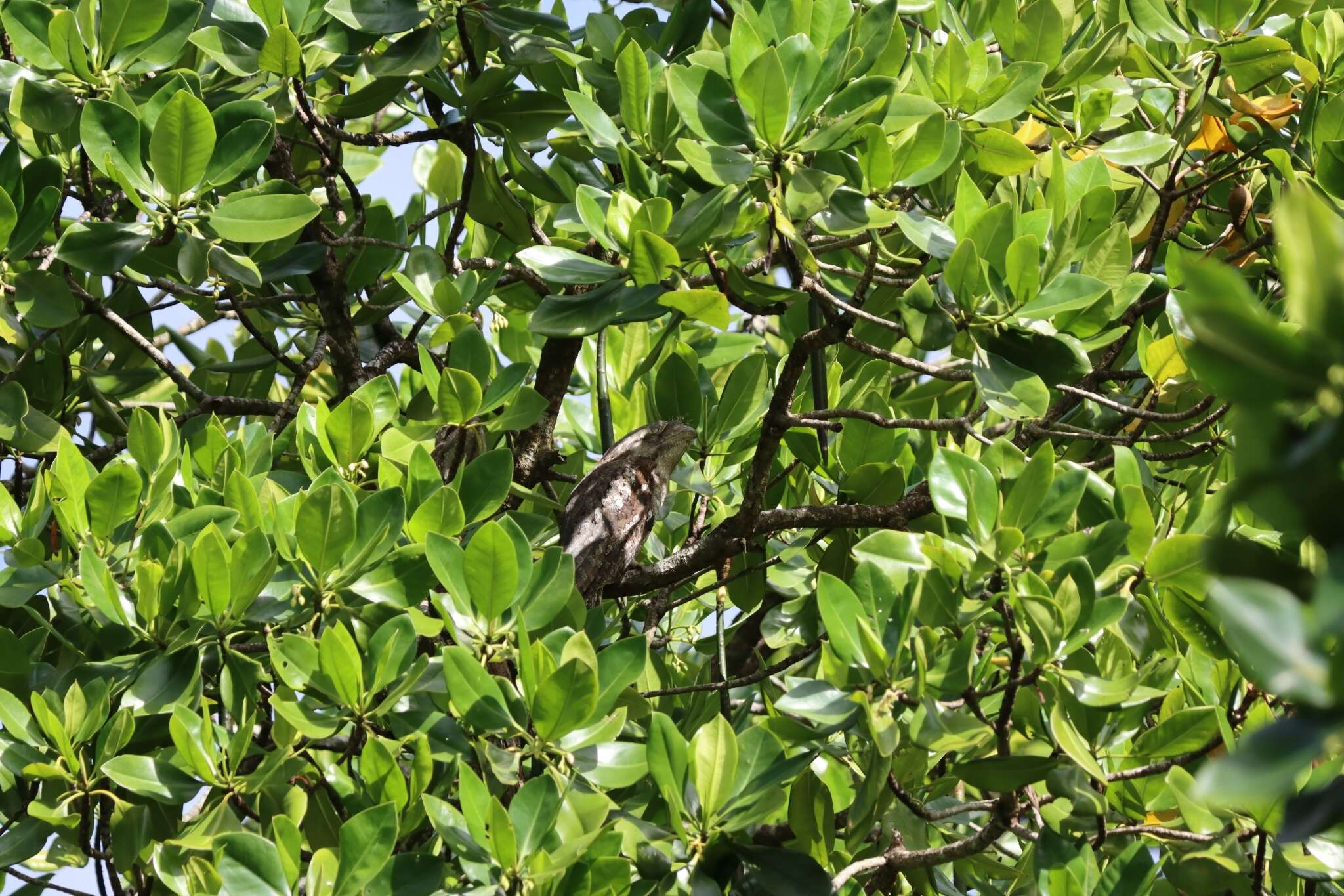 Image of Papuan Frogmouth