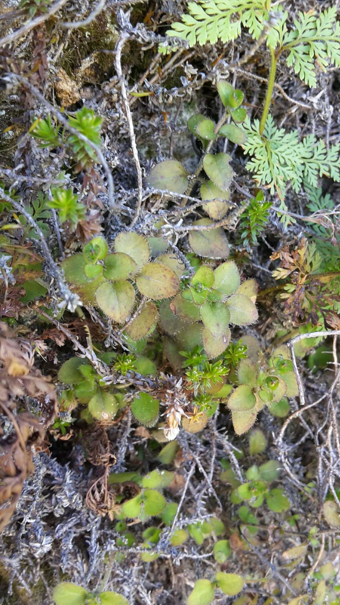 Image of Leptostigma setulosum (Hook. fil.) Fosberg