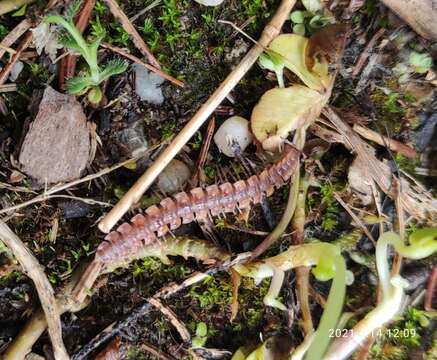 Image of Polydesmus complanatus (Linnaeus 1761)