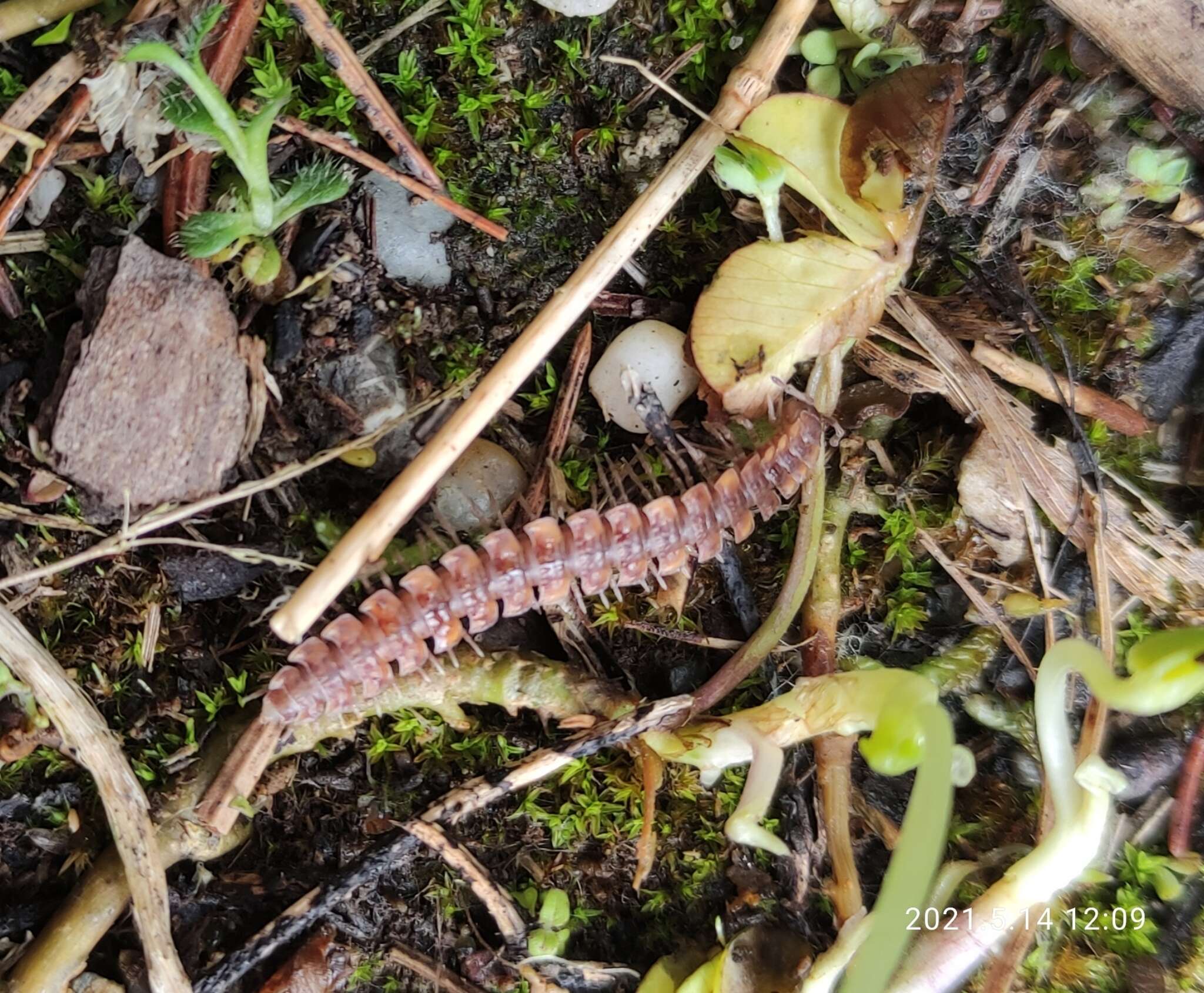 Image of Polydesmus complanatus (Linnaeus 1761)