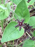 Image of star milkvine