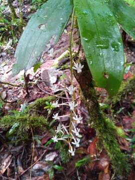 Image of Aerangis macrocentra (Schltr.) Schltr.