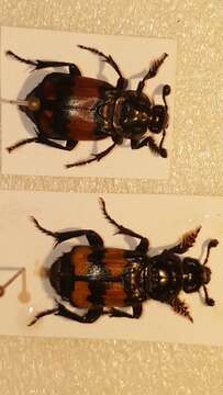 Image of Nicrophorus (Nicrophorus) interruptus (Stephens 1830)