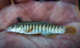 Image of Northern plains killifish