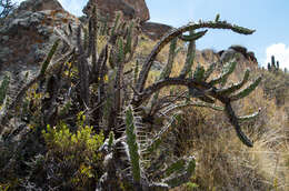 Image of Corryocactus quadrangularis (Rauh & Backeb.) F. Ritter