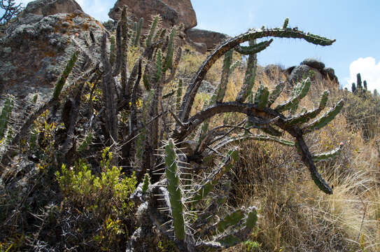 Imagem de Corryocactus quadrangularis (Rauh & Backeb.) F. Ritter