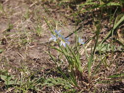 Sisyrinchium campestre E. P. Bicknell的圖片