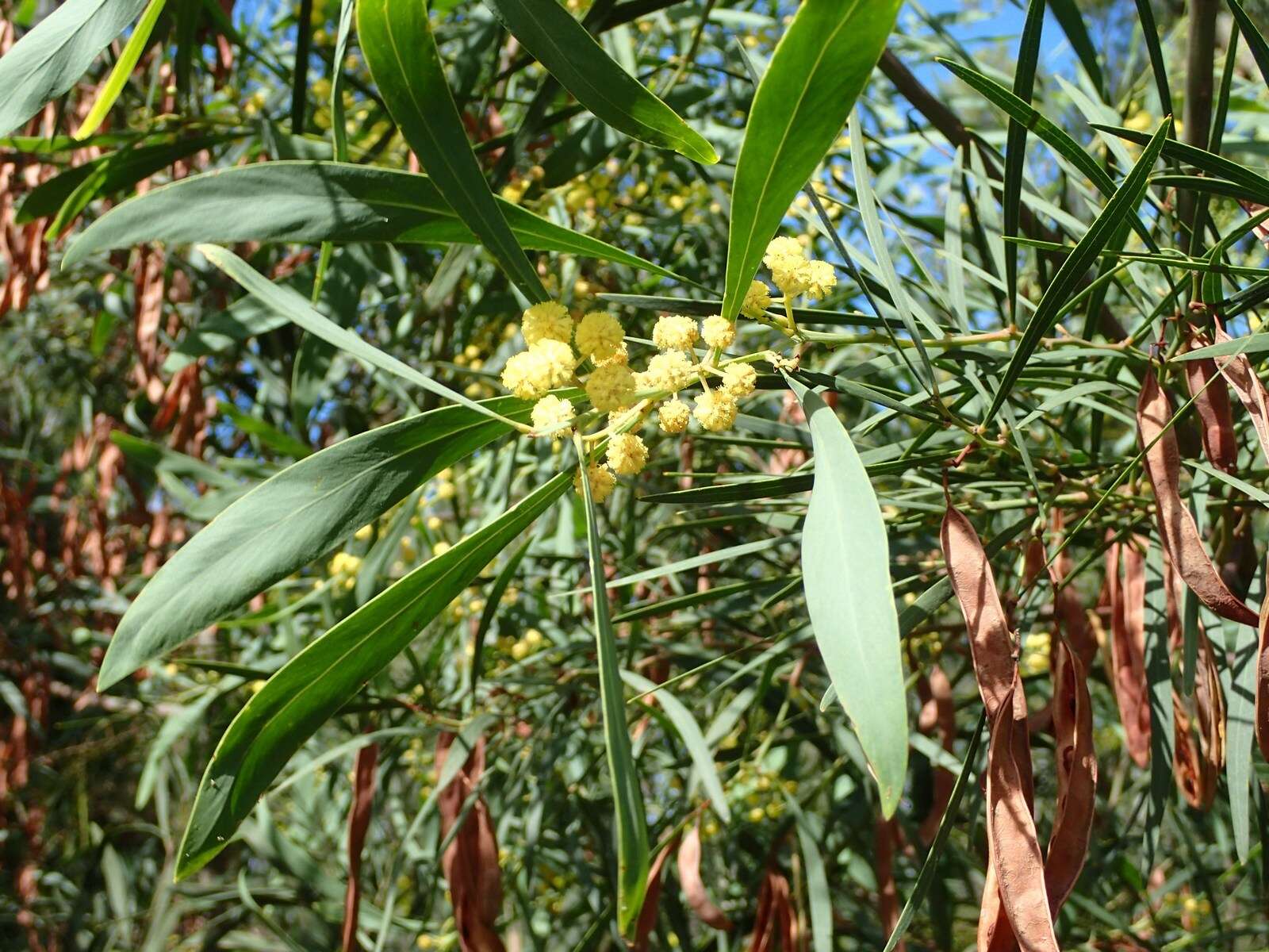 Imagem de Acacia retinodes Schltdl.