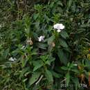 Barleria grandiflora Dalz.的圖片