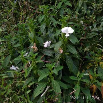 Image of Barleria grandiflora Dalz.