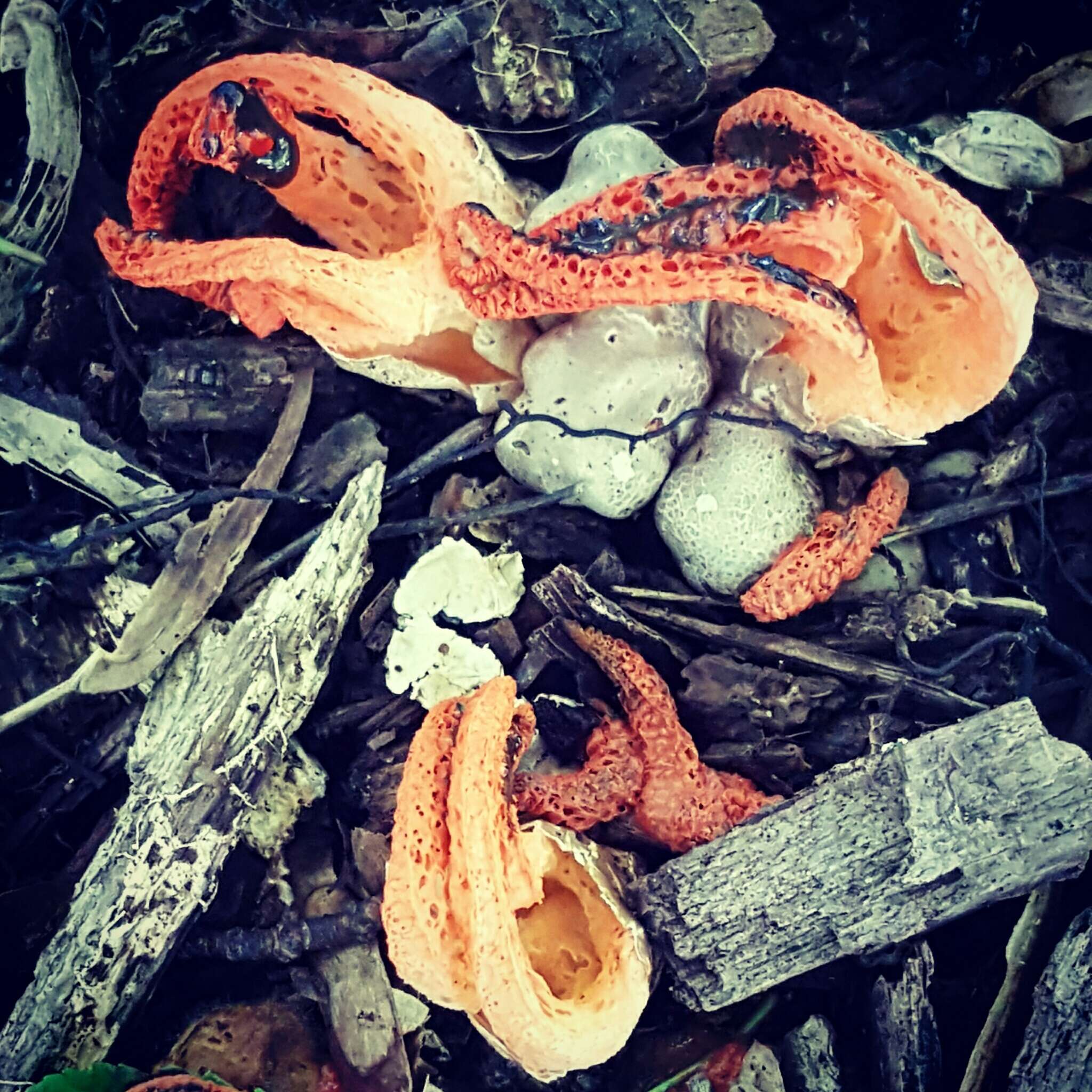 Image of stinkhorn