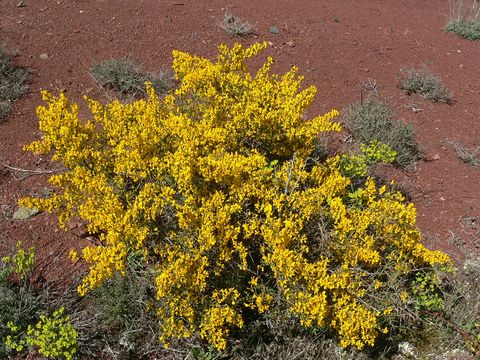 Image of <i>Genista scorpius</i> (L.) DC.