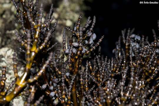 Image of pineland dwarf mistletoe