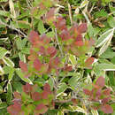 Image of Leucothoe grayana Maxim.