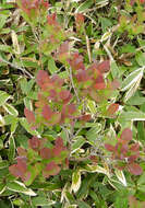 Image of Leucothoe grayana Maxim.