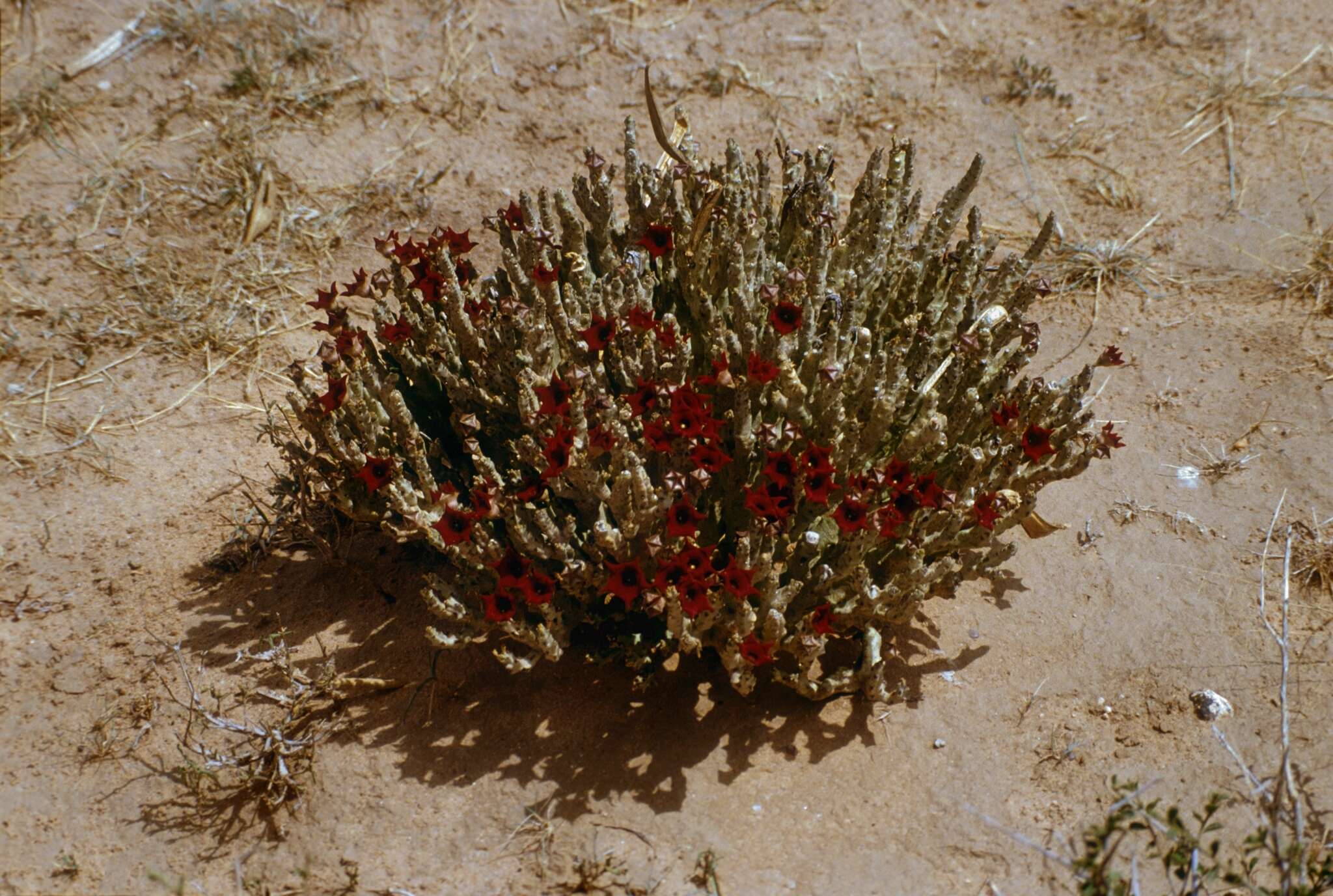 Image of Ceropegia socotrana (Balf. fil.) Bruyns