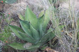 Слика од Agave salmiana subsp. crassispina (Trel.) Gentry