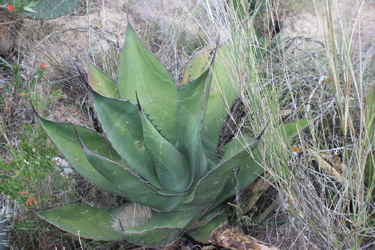 Image of Agave salmiana subsp. crassispina (Trel.) Gentry