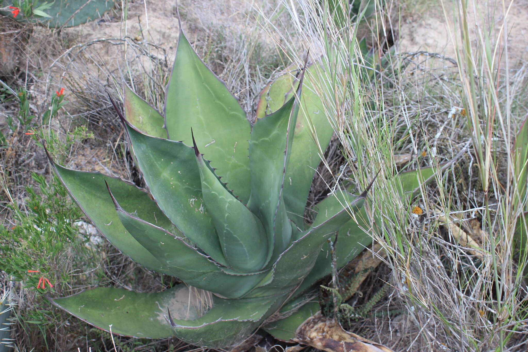 Слика од Agave salmiana subsp. crassispina (Trel.) Gentry