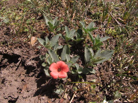 Image of Turnera sidoides L.