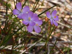 Слика од Drosera indumenta Lowrie & Conran