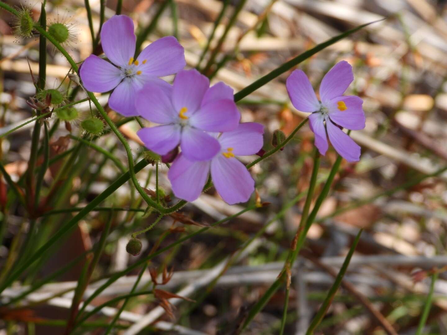 Слика од Drosera indumenta Lowrie & Conran