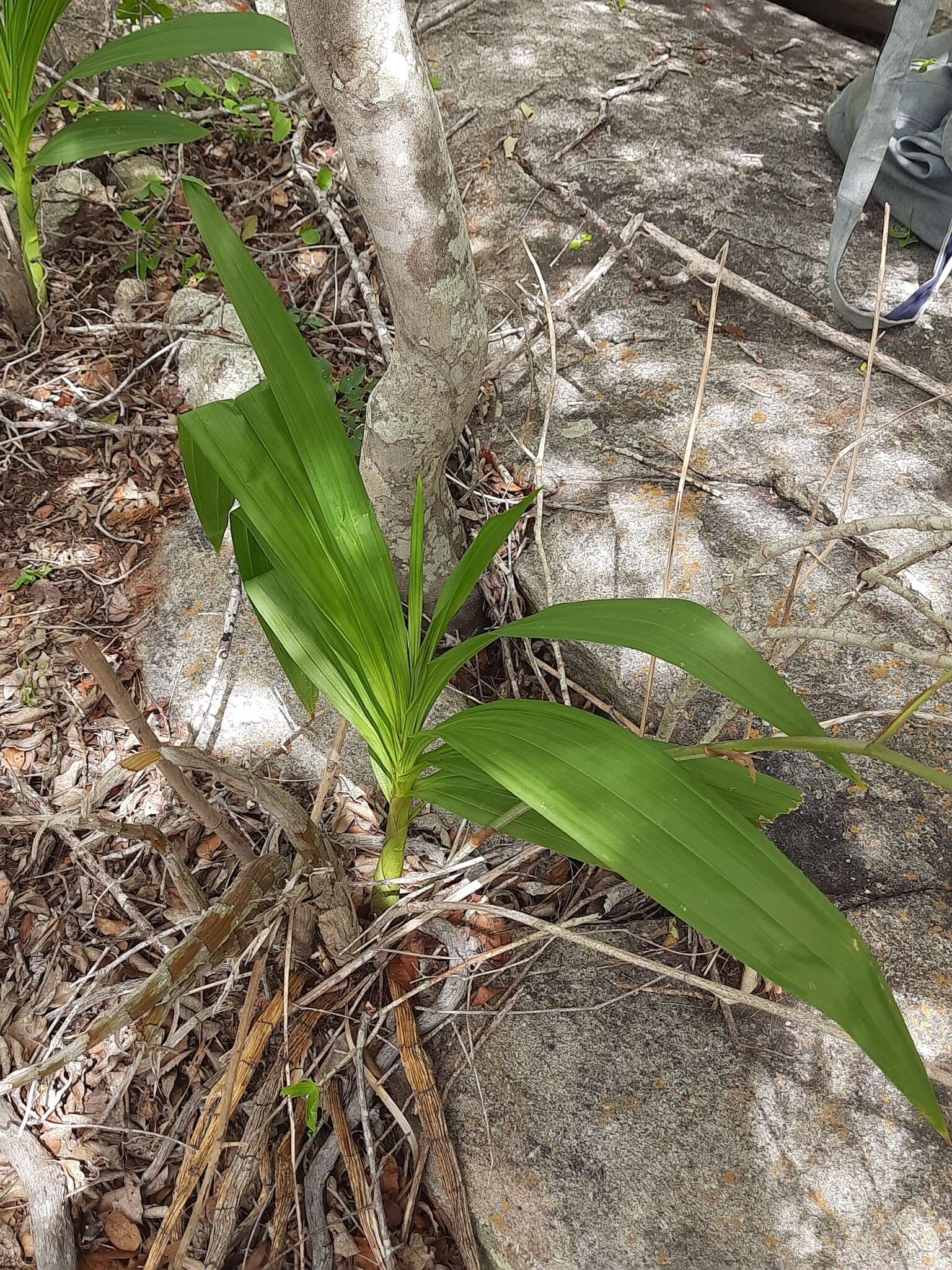 Imagem de Cyrtopodium holstii L. C. Menezes