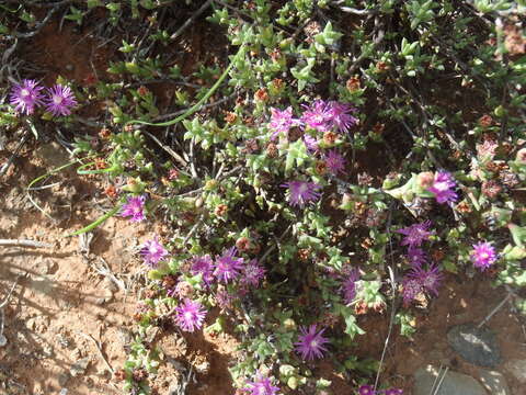 Image of Ruschia rigens L. Bol.