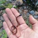 Image of Crowned Graceful Brown Snake