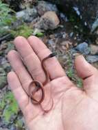 Image of Crowned Graceful Brown Snake