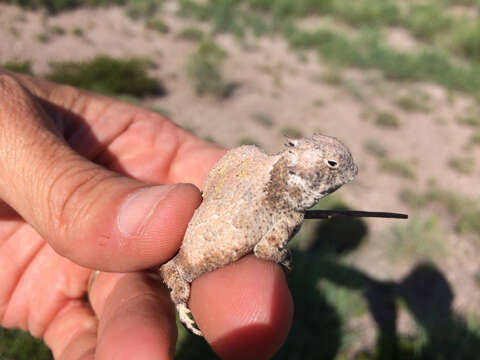 Image of Round-tailed Horned Lizard