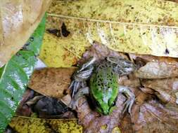 Image of Paradoxical Frog