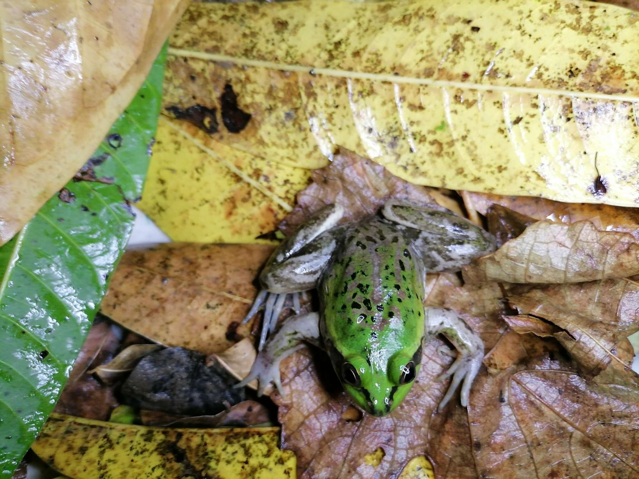 Image of Paradoxical Frog