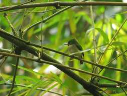 Image of Puerto Rican Tody