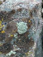 Image of rimmed navel lichen