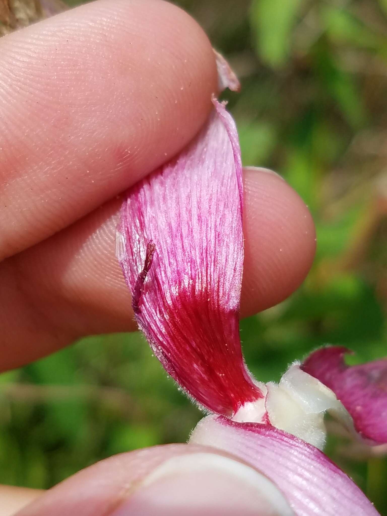 Image of halberdleaf rosemallow