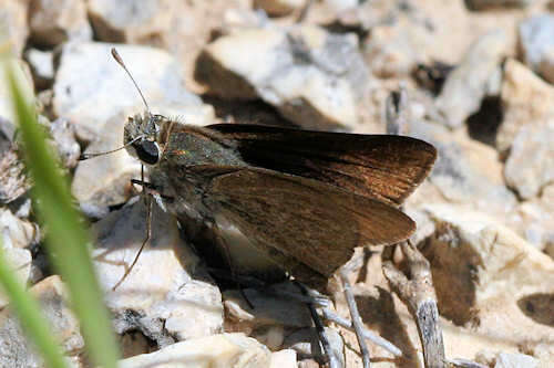 Image of Mediterranean Skipper