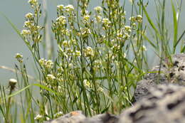 Image of rock draba