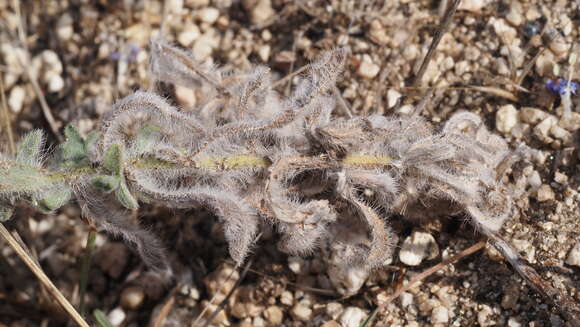 Image of sessileflower false goldenaster