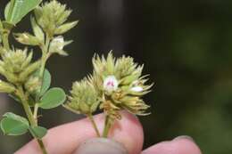 Image de Lespedeza hirta subsp. hirta