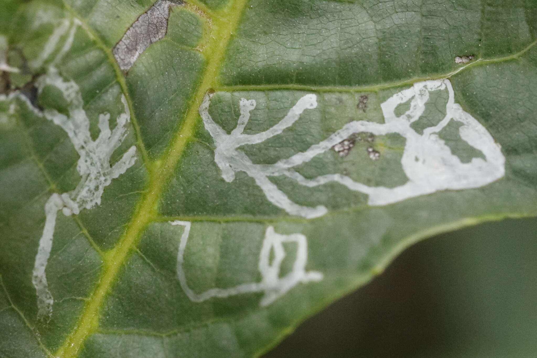 Image of walnut leaf miner