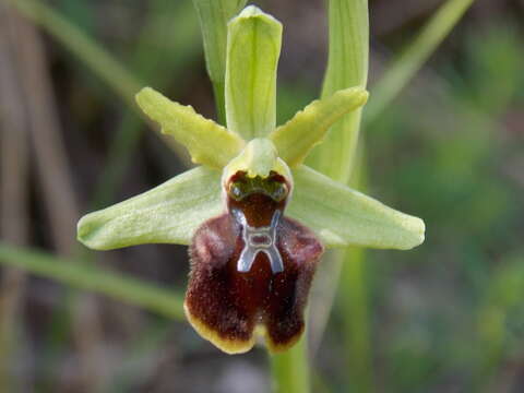 Image of Early spider orchid