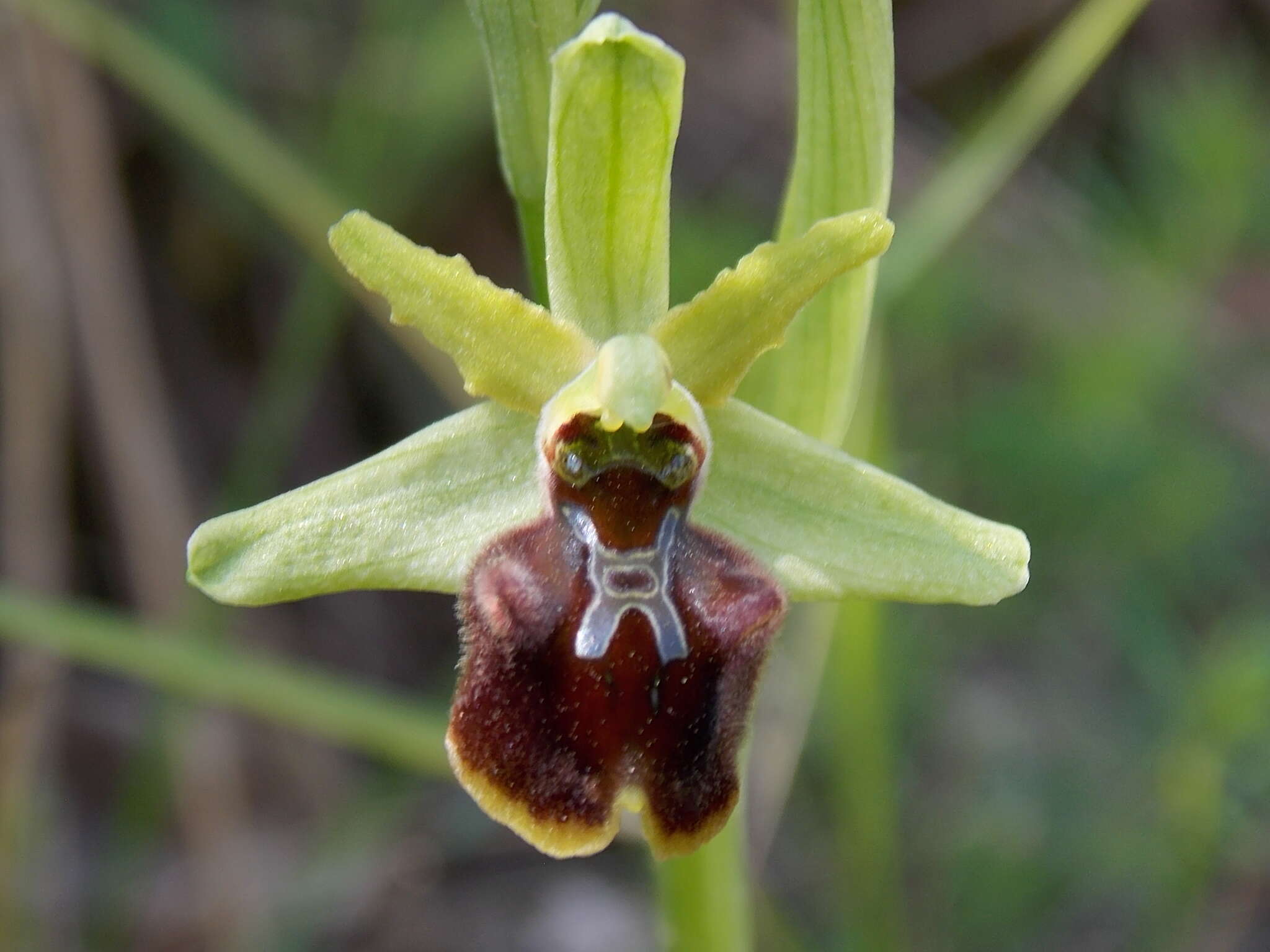 Image of Early spider orchid