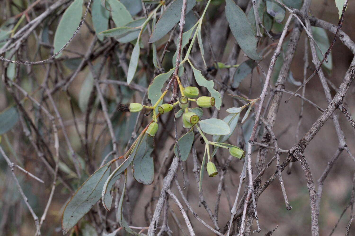 Image of Santalum lanceolatum R. Br.