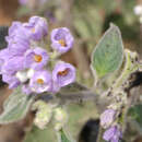 Image of Solanum fiebrigii Bitter