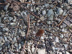 Image of Golden Harvestman