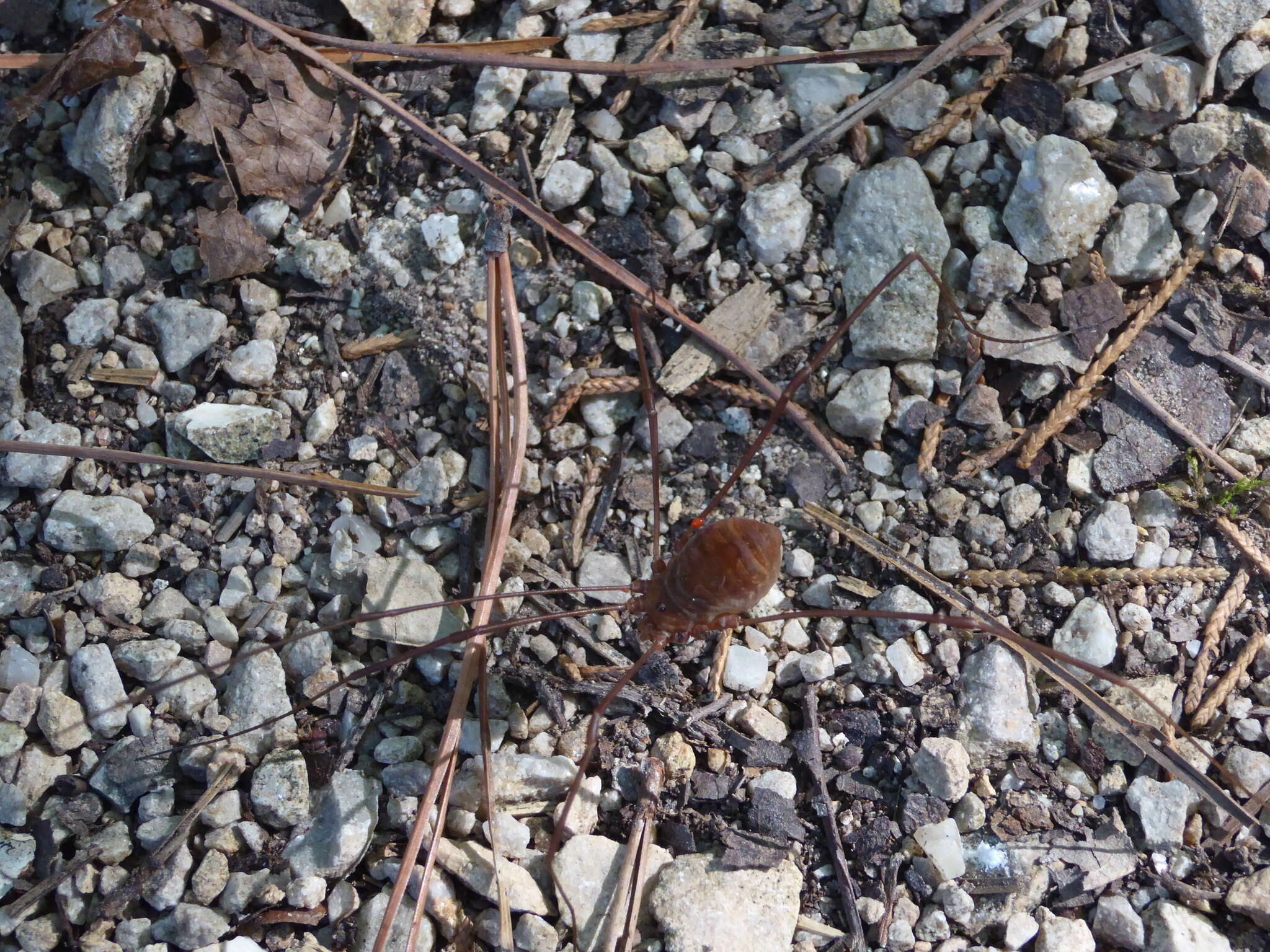 Image of Golden Harvestman