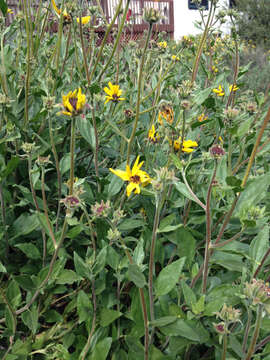 Sivun Encelia californica Nutt. kuva