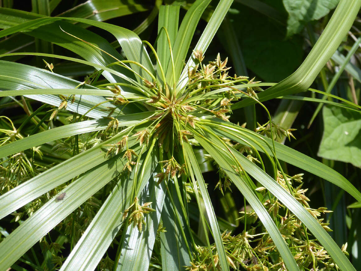 Sivun Cyperus alternifolius L. kuva